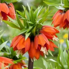 Harilik püvilill Orange Beauty